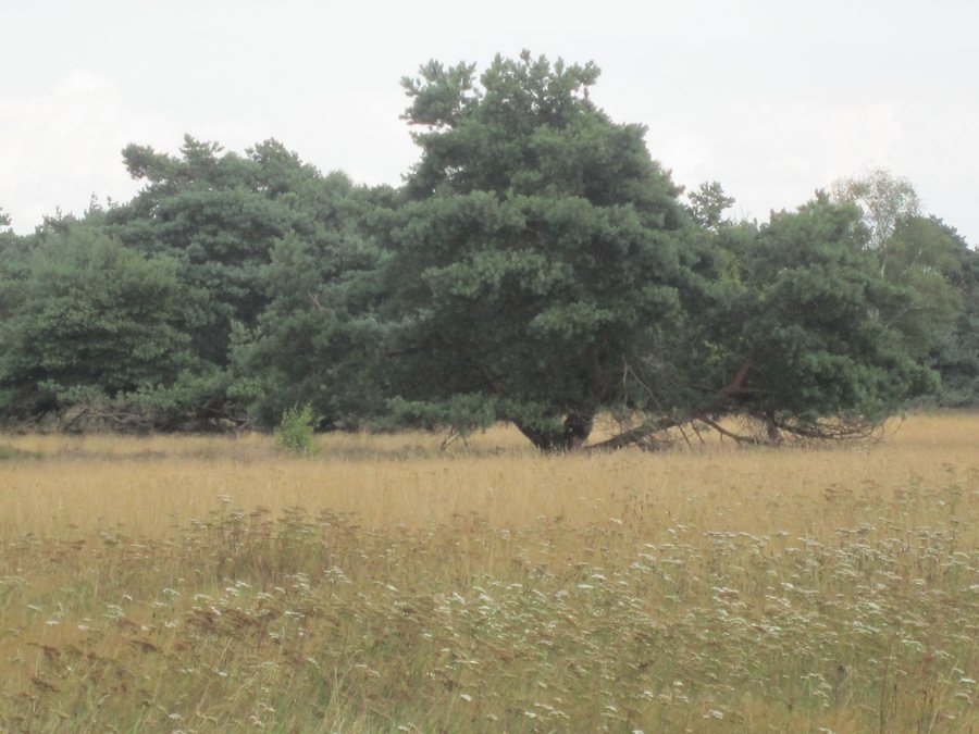 File:Bissel NSG 2.JPG
