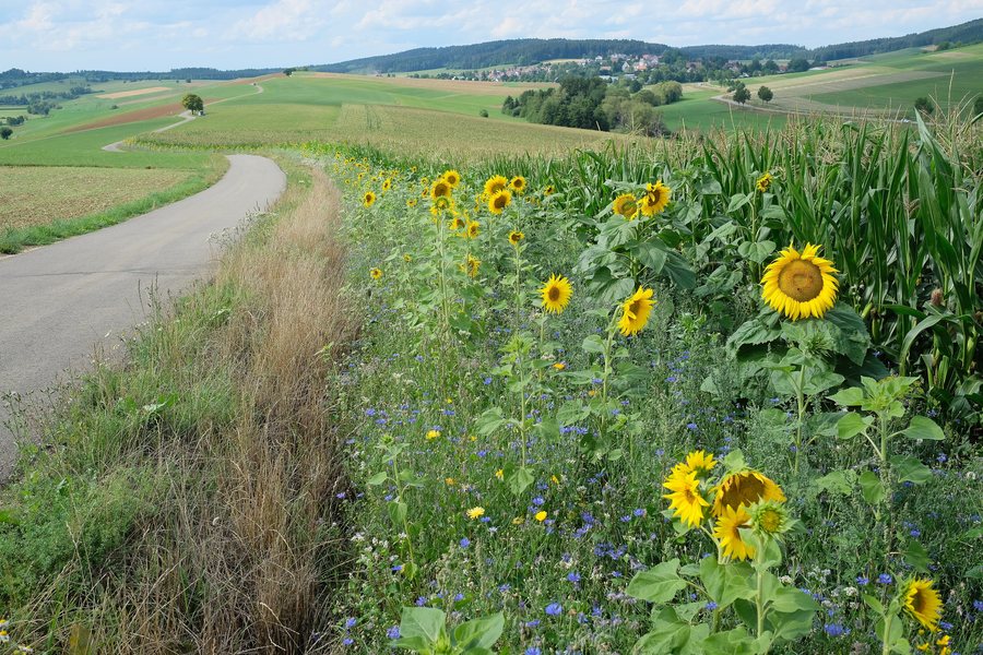 Field margin, Seitingen–Oberflacht