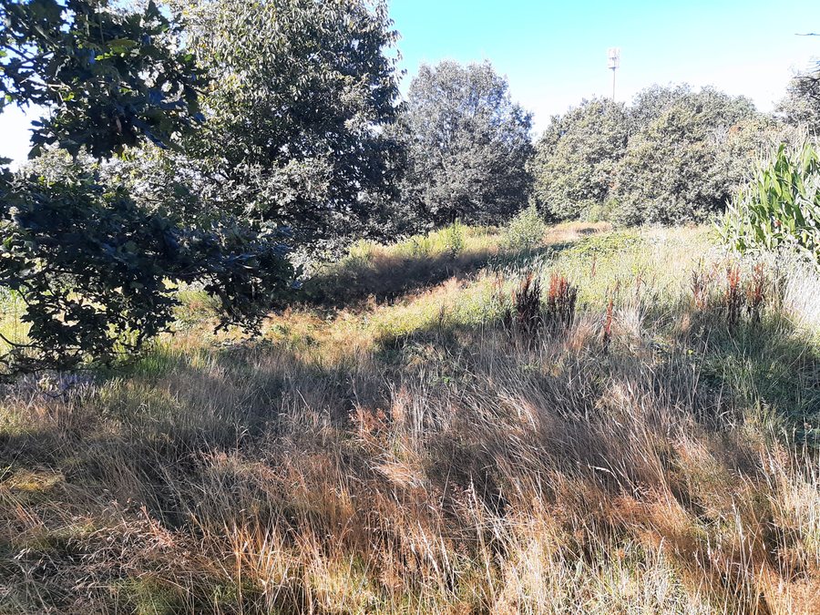 File:Biotop von Heilbach.jpg