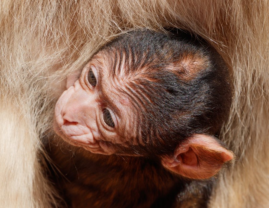 Macaca sylvanus - Vogelpark Steinen 09