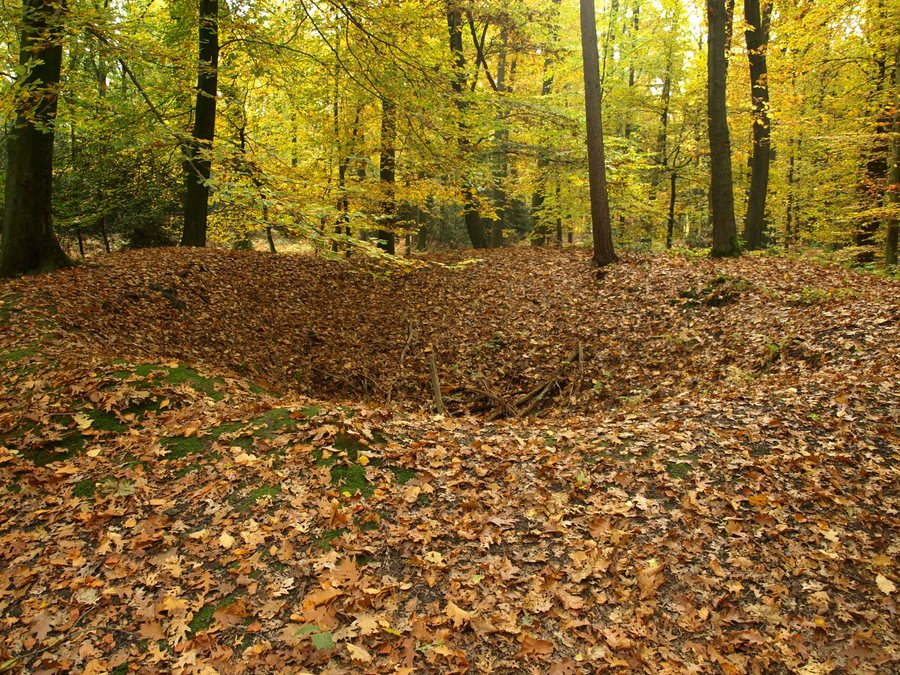 Kohlenpinge Hixterwald