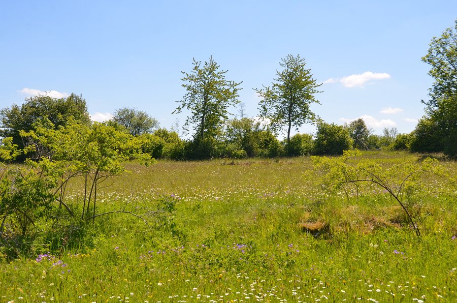 File:Naturschutzgebiet Westerberg, Nusplingen.jpg