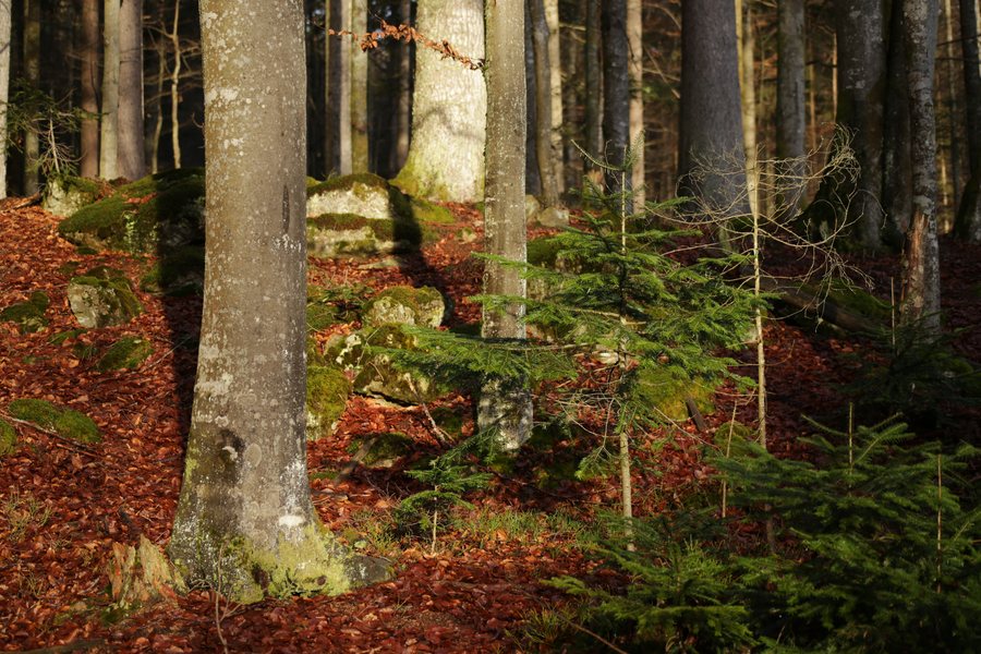 File:Abendlicht Nationalpark bayrischer Wald, Neuschönau.jpg