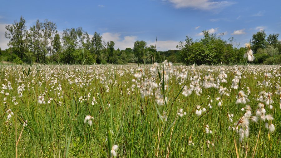 File:NSG-BW-FN-4.093 Altweiherwiese Oberteuringen 02.06.2012-KL2.jpg