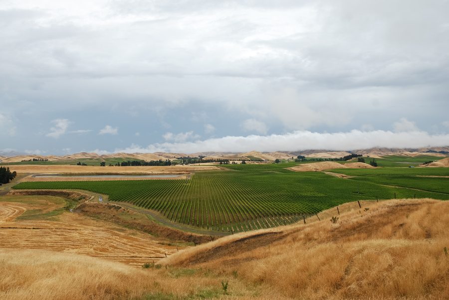 Vigneti nella regione di Marlborough vicino alla cittadina di Seddon, Nuova Zelanda