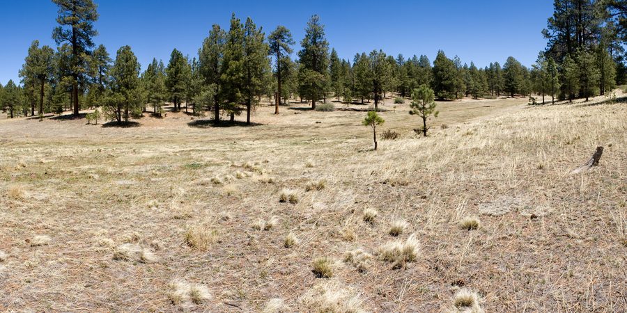 Prateria e bosco di pino ponderosa vicino a Ojo Redondo nelle Zuni Mountains, contea di Cibola, New Mexico