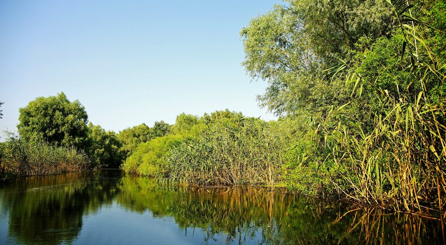 Kanäle im Donaudelta mit Schilfufern