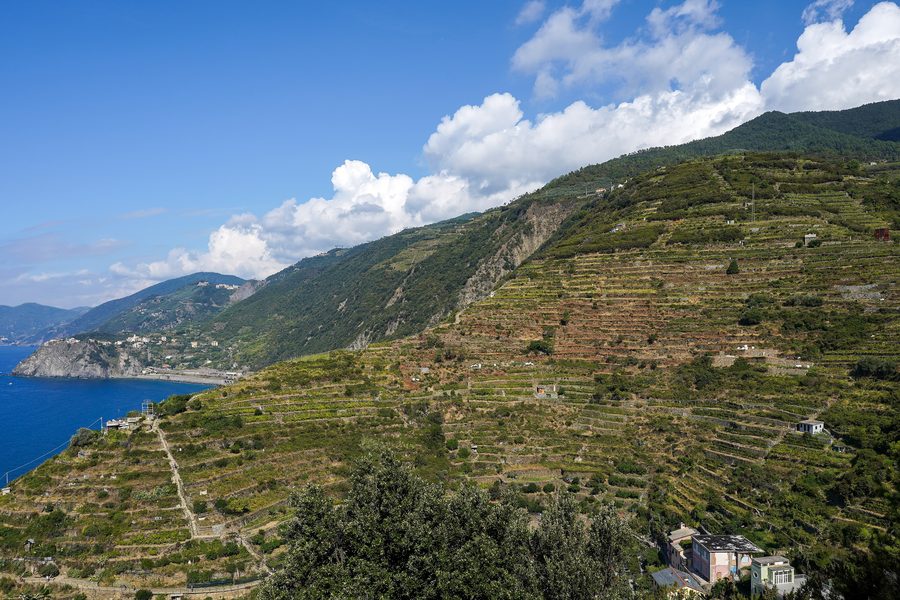 Vigneti terrazzati che salgono sopra Manarola e Volastra nelle Cinque Terre, Liguria.