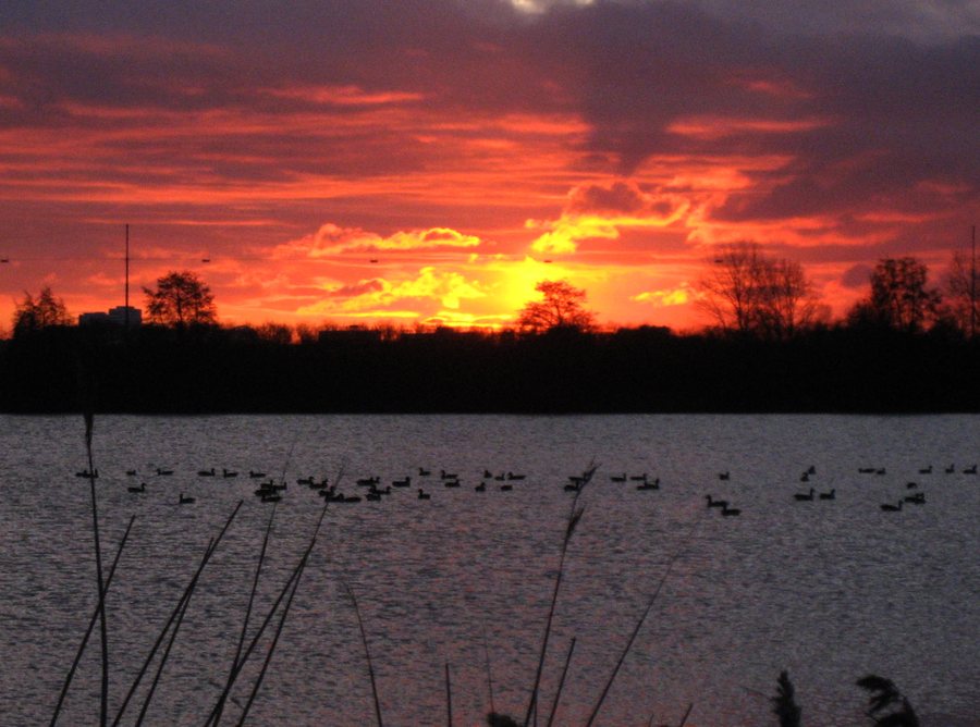 File:Greylag Geese (Anser anser, Grauwe ganzen). Diemerpolder, Diemen, Holland. - panoramio.jpg