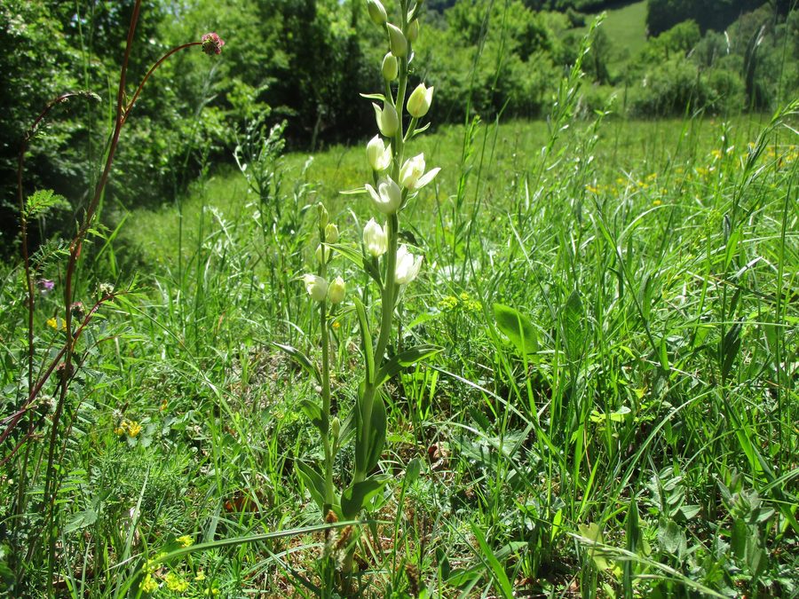 Weißes Waldvöglein am Orchideenpfad Gersheim im Naturschutzgebiet Südlicher Bliesgau