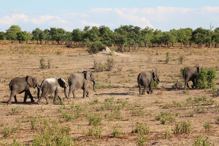 Elefanti in Botswana