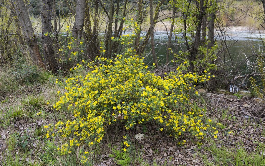 File:Coronilla glauca - Roquebrun 02.jpg