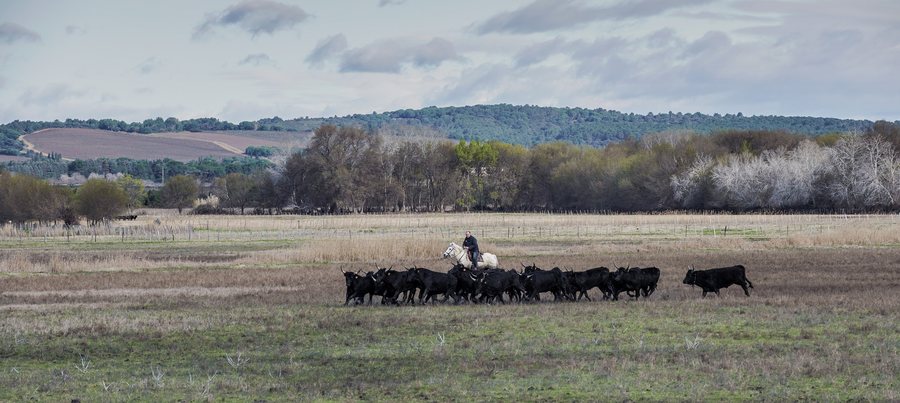File:Gardian and Camargue cattle, Saint-Gilles 06.jpg