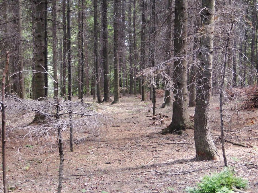 Sentiero verde nel parco paesaggistico Ciężkowice-Rożnów presso Piaski Drużków