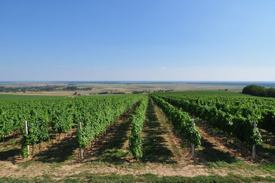 Weinstrasse in der Baranja nahe Zmajevac mit traditioneller Weinberg- und Kellerlandschaft
