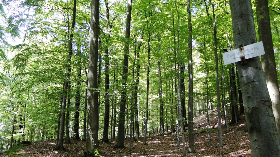 Buchenwald am Burgberg in Bieber, Biebergemünd, mit Wegweiser zum Galgenberg