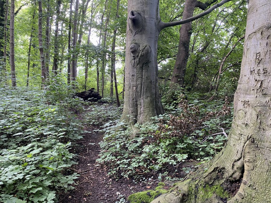 Wald an der ehemaligen Abgrabung im Naturschutzgebiet Die Spey in Meerbusch