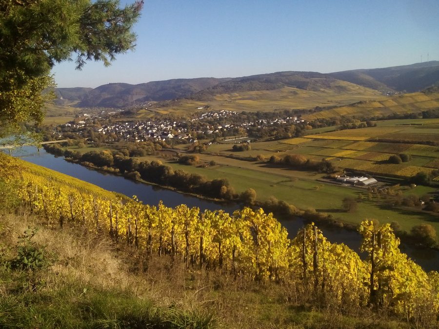 Blick vom Brauneberg auf Mülheim an der Mosel im Herbst