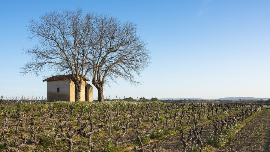 File:Mazet in vineyards, Mèze cf02.jpg