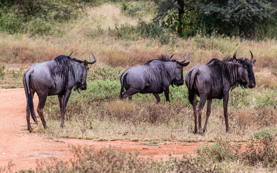 Wildebeest in Makalali Game Reserve, Limpopo, South Africa
