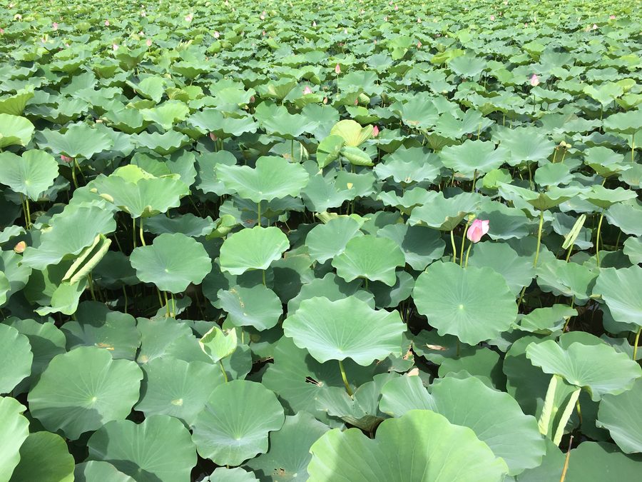 Lotusblüten im Nansha Wetland Park in Guangzhou, Guangdong