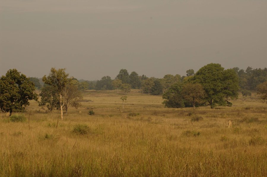 Parco nazionale di Kanha in Madhya Pradesh