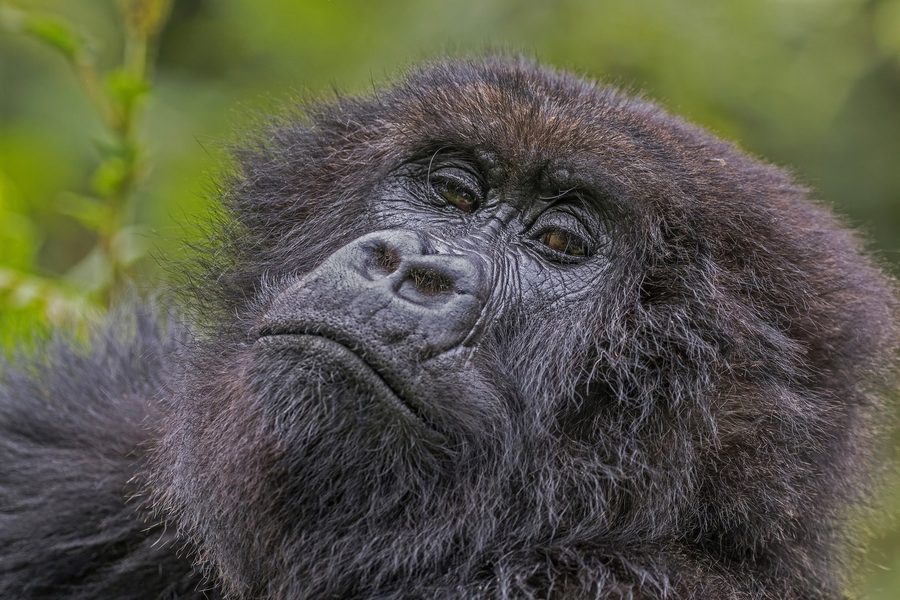Ein weiblicher Berggorilla im Volcanoes-Nationalpark in Ruanda