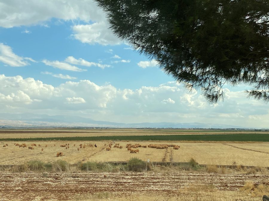 Campi e pecore nella valle della Bekaa