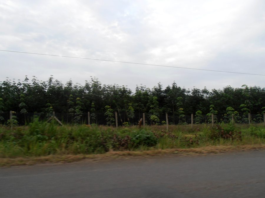 Naturkautschukplantage in der Provinz Koh Kong, Kambodscha