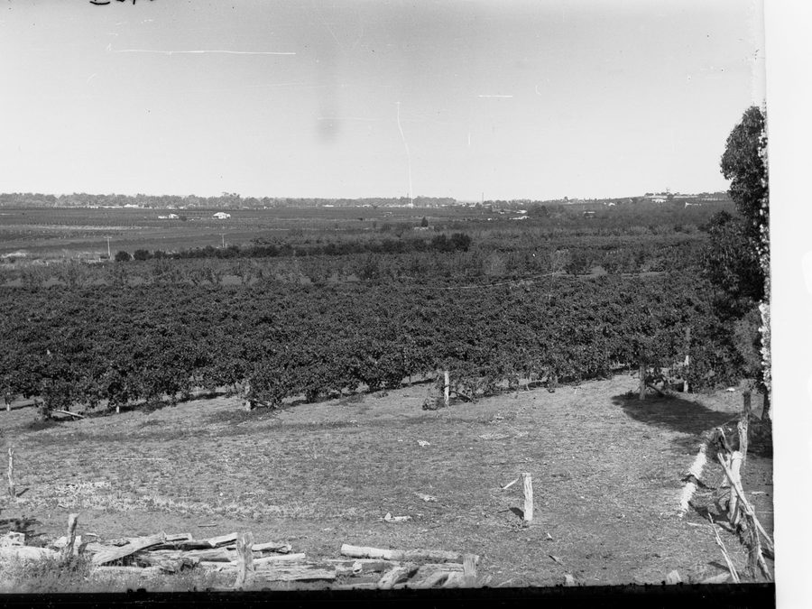 Vineyards and fruit-growing landscape at Berri