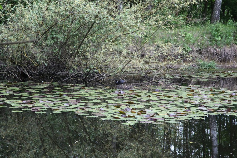 Seerosenteich im Naturschutzgebiet Lengeder Teiche mit einem Blässrallen-Nest