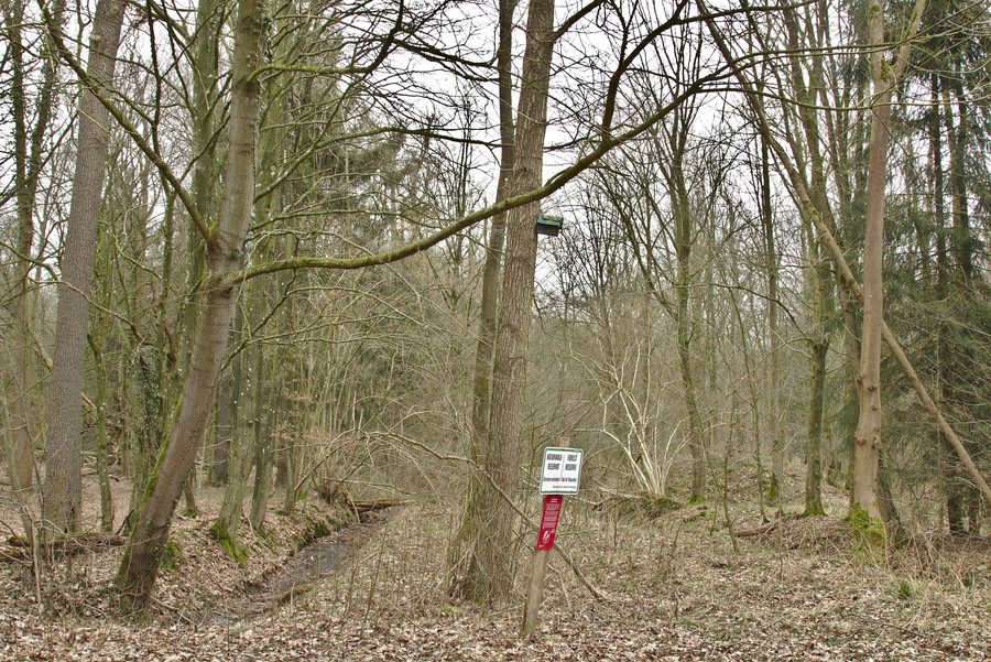 Mixed forest and ditch in the Bassumer Friedeholz nature reserve in Holzhausen, Beckeln, Lower Saxony