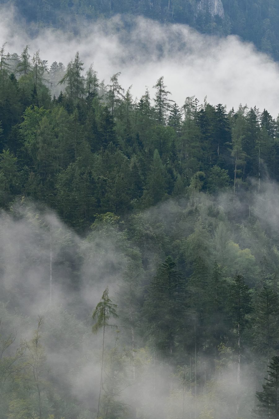 Alberi nella nebbia all’Achberg nella Saalachtal presso Unken