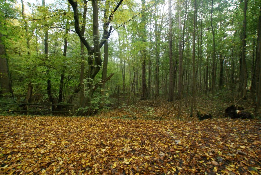 Drosselbek valley in the Wohldorfer Wald in Hamburg-Ohlstedt