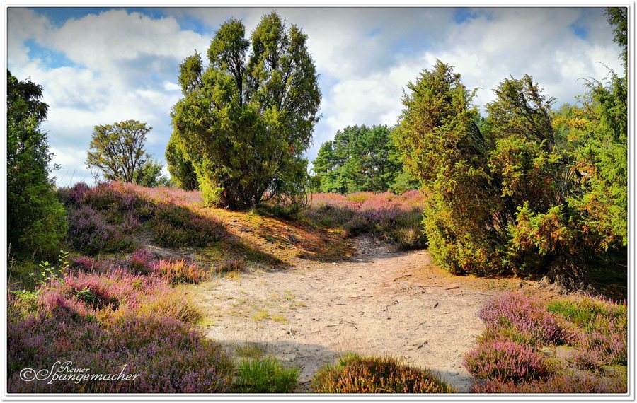 Hastedter Schnuckenheide