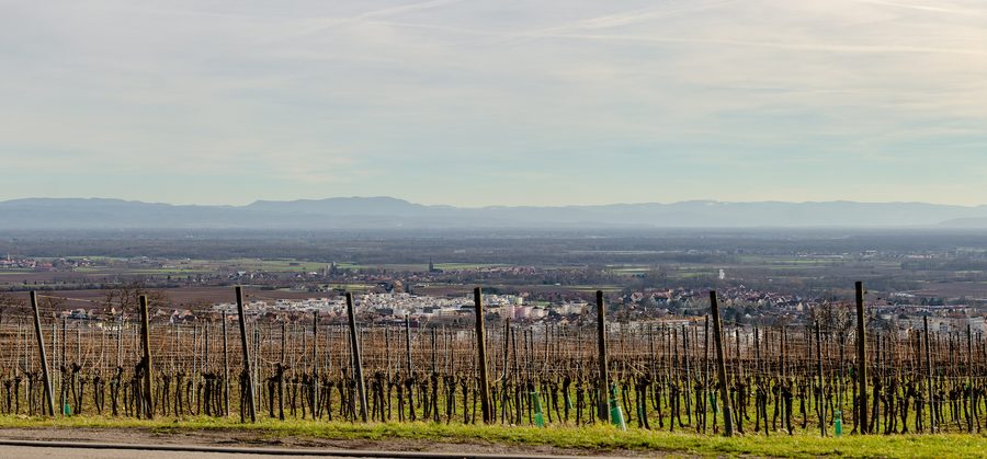 Panoramablick über das Grand Ried im Elsass bis zum Schwarzwald