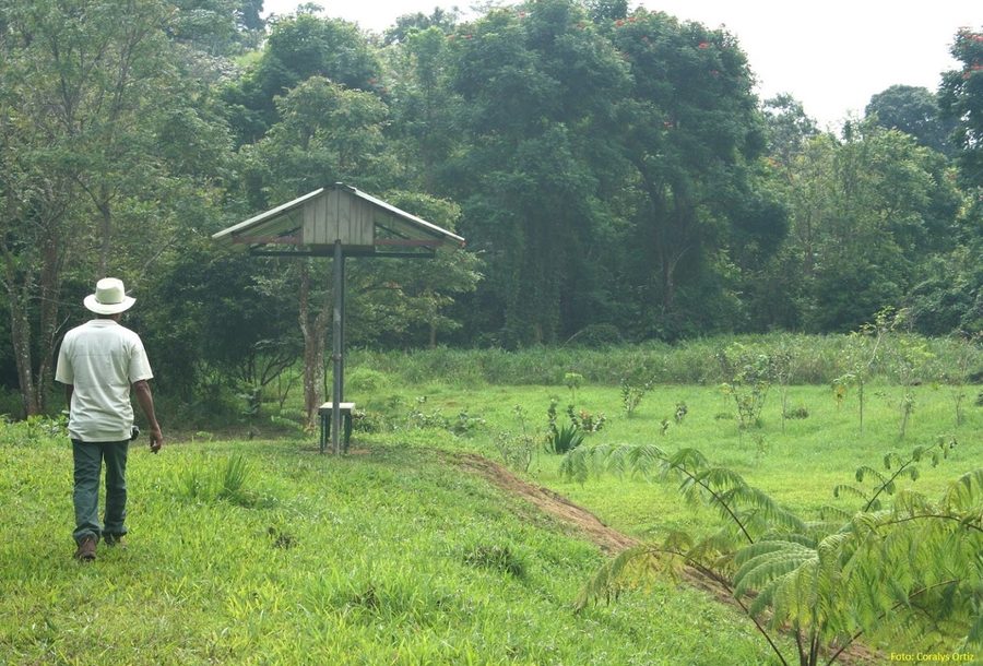 Waldlandschaft im Monte-Choca-Staatswald bei Palos Blancos in Corozal