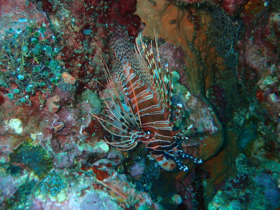 Pesce leone rosso nel mare davanti a Sabang a Puerto Galera su Oriental Mindoro