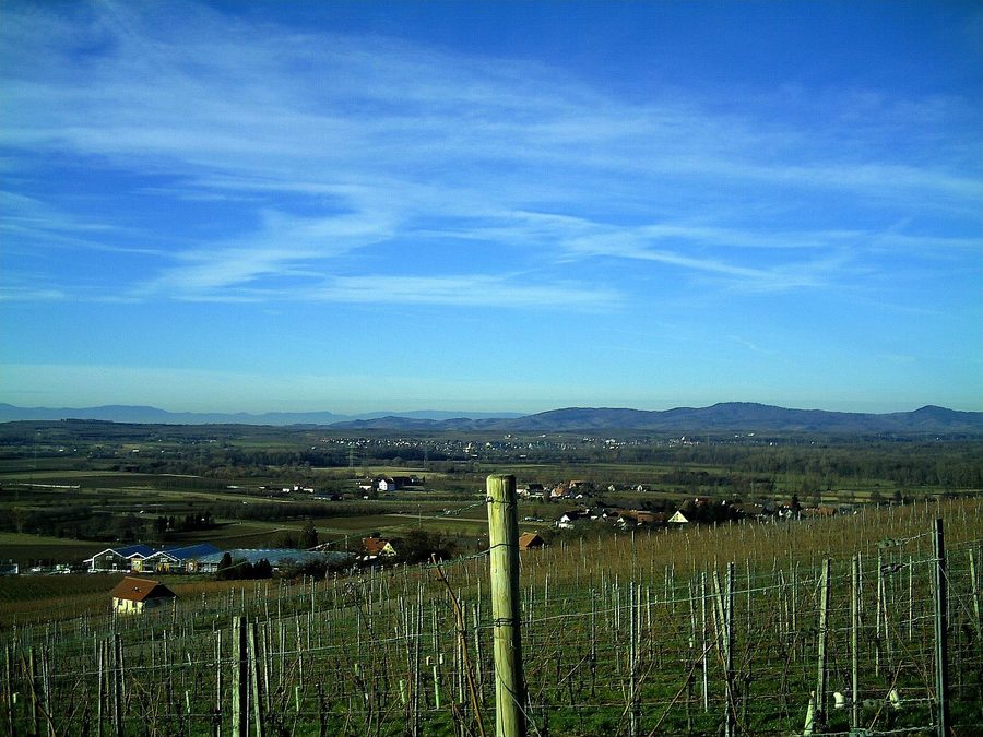 Weinberg in Schallstadt