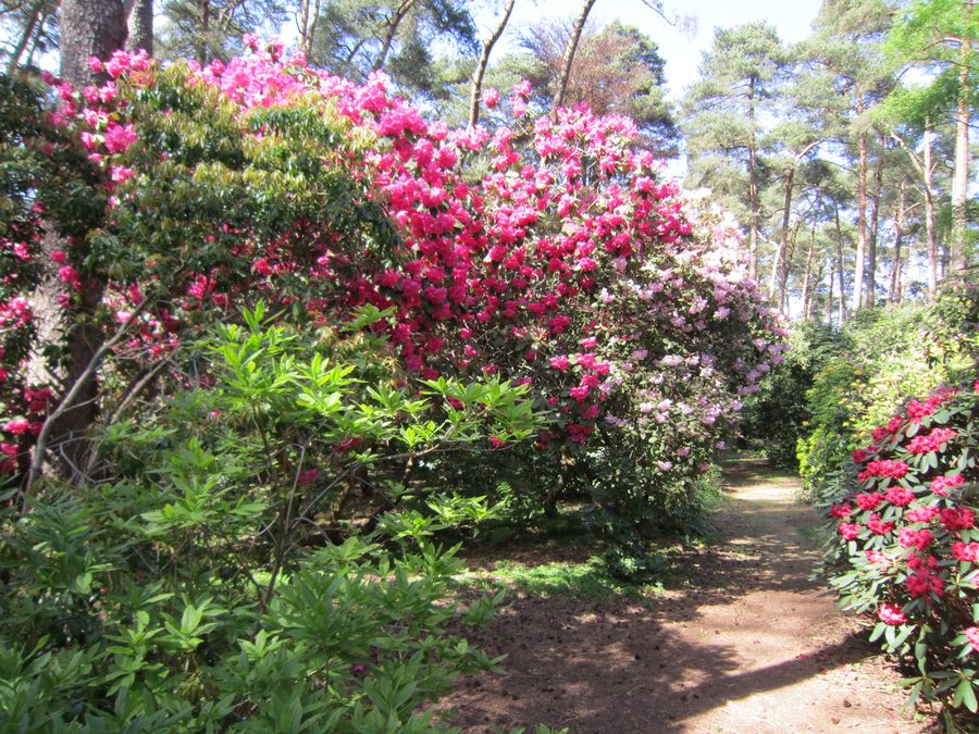 Pfad durch den Rhododendronpark Hobbie in Petersfeld bei Westerstede
