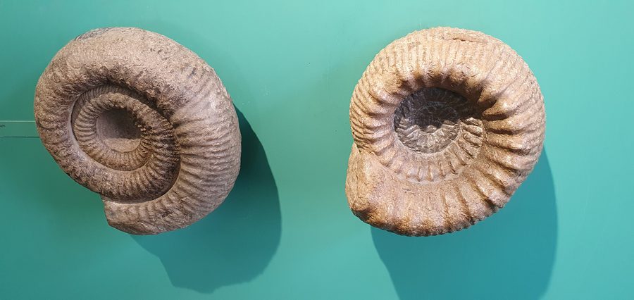 Ammoniti dell'Urweltmuseum Aalen