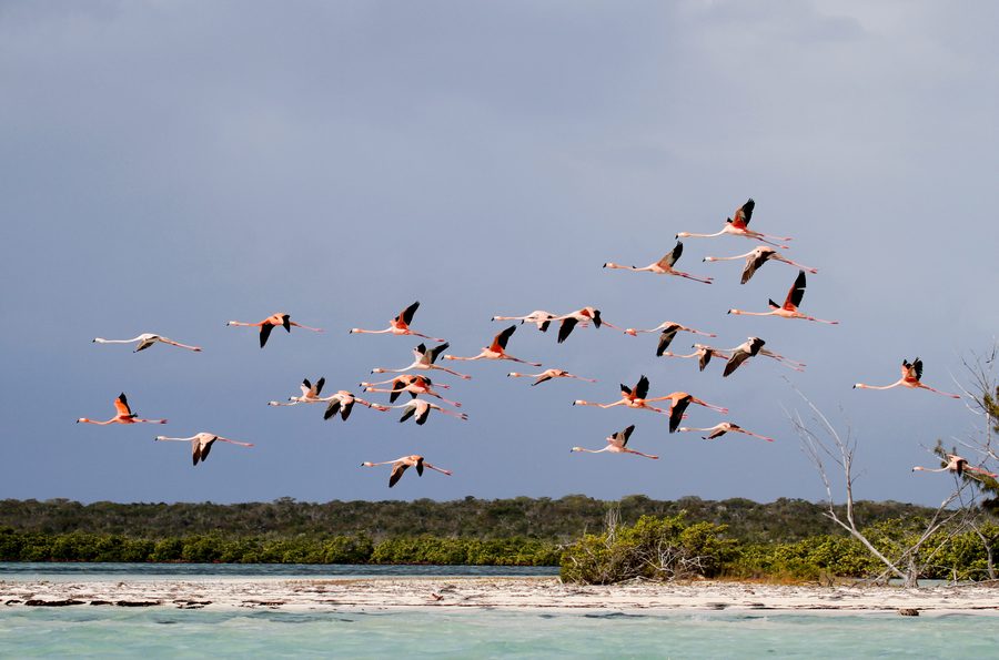 Amerikanischer Flamingo auf Long Cay bei Crooked Island, Bahamas