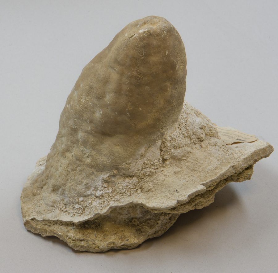 Stalagmite proveniente da una cava di calcare presso Pottenstein nella Franconian Switzerland