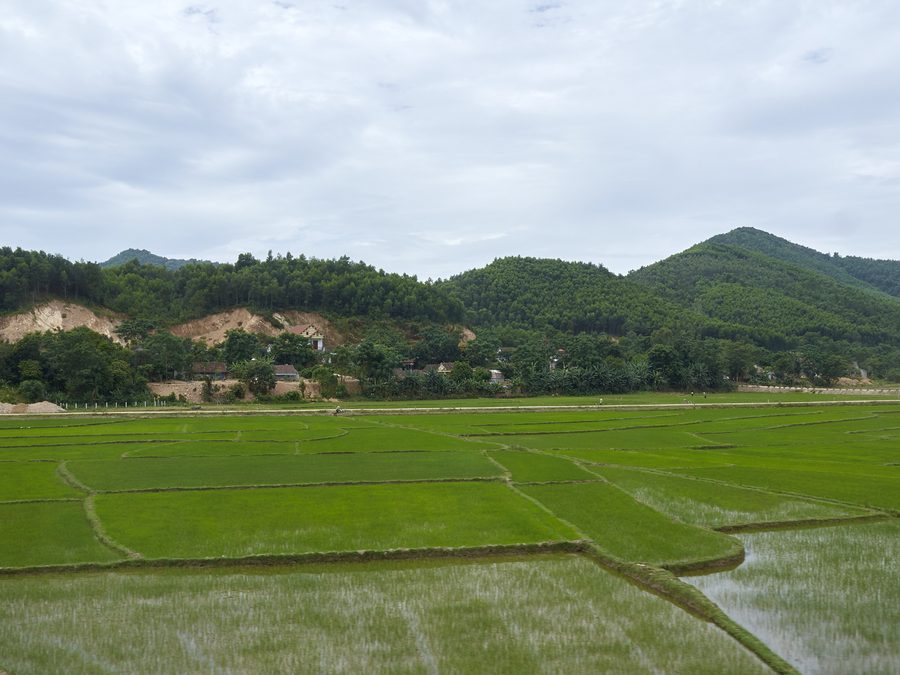 Menschen arbeiten auf einem Reisfeld in der Provinz Quảng Bình, Vietnam
