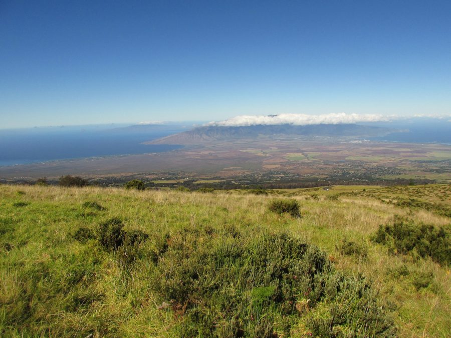 Blick über die Landschaft von Upcountry Maui bei Kula mit Eukalyptusbäumen und den West Maui Mountains
