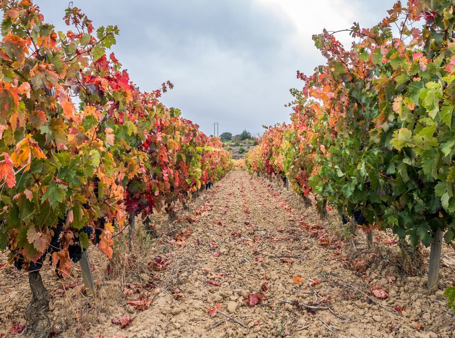 Vigneto vicino a Laguardia nella Rioja Alavesa, Paesi Baschi, Spagna