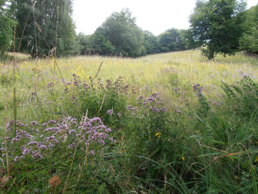 Meadow in the Mátra Mountains in Heves County, Hungary.