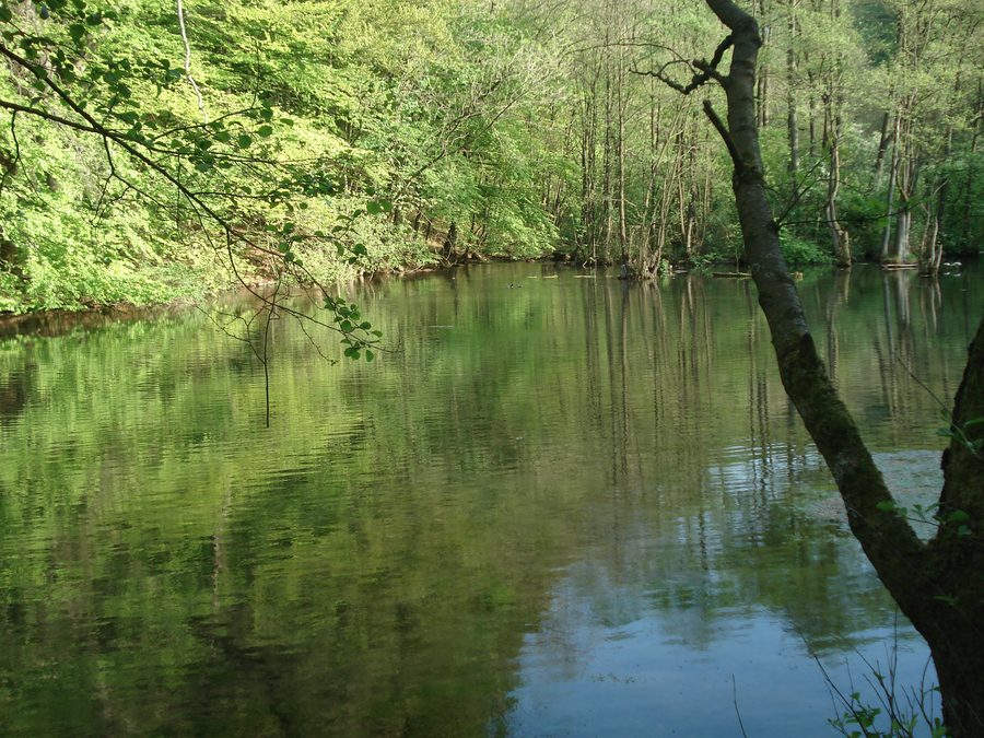 Quellteich der Alme in Alme