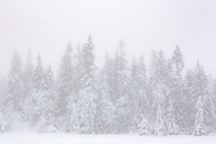 Pini ricoperti di neve nella nebbia invernale a Vassfaret, Flå, Norvegia