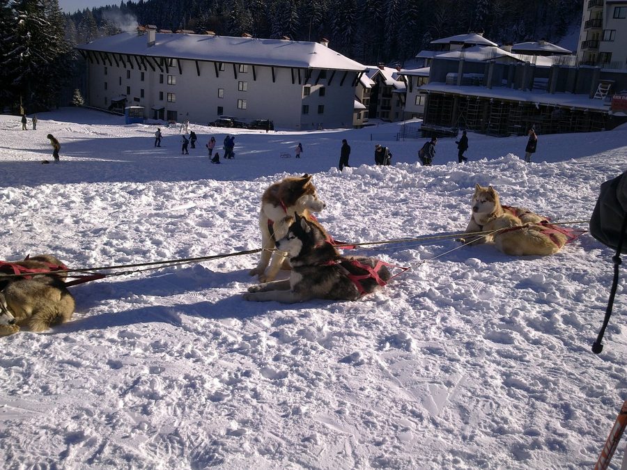 Slitte trainate da cani nella località sciistica di Pamporovo in inverno